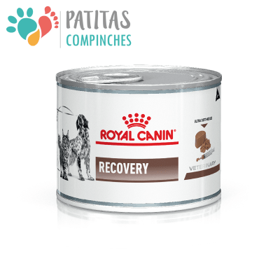 Royal VD Cat/Dog Recovery | Lata