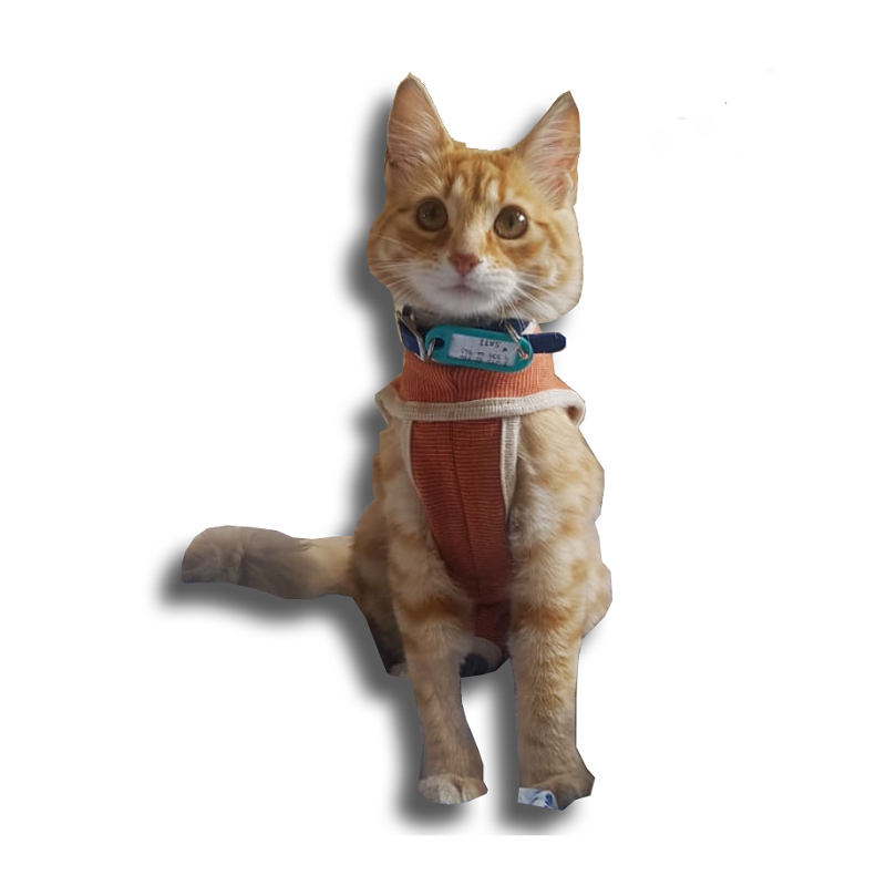 Kimba Body Cobre Tradicional3