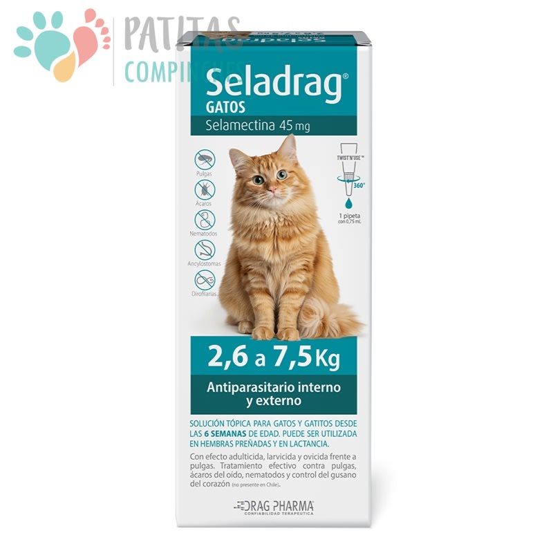 Seladrag Gato1