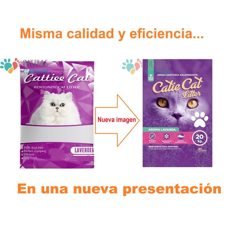 Catie Cat Lavanda2