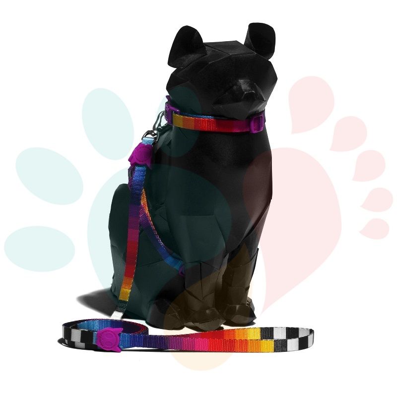 Set Arnés - Correa | Prisma2