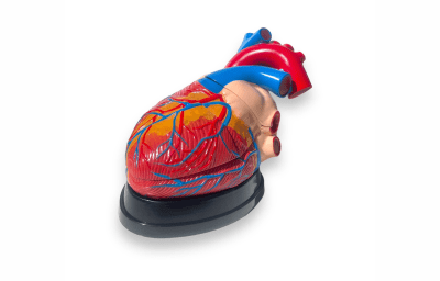 Modelo Corazón 3 Partes