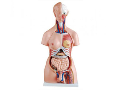 Torso Trisex PVC 21 Piezas altura 85 cm