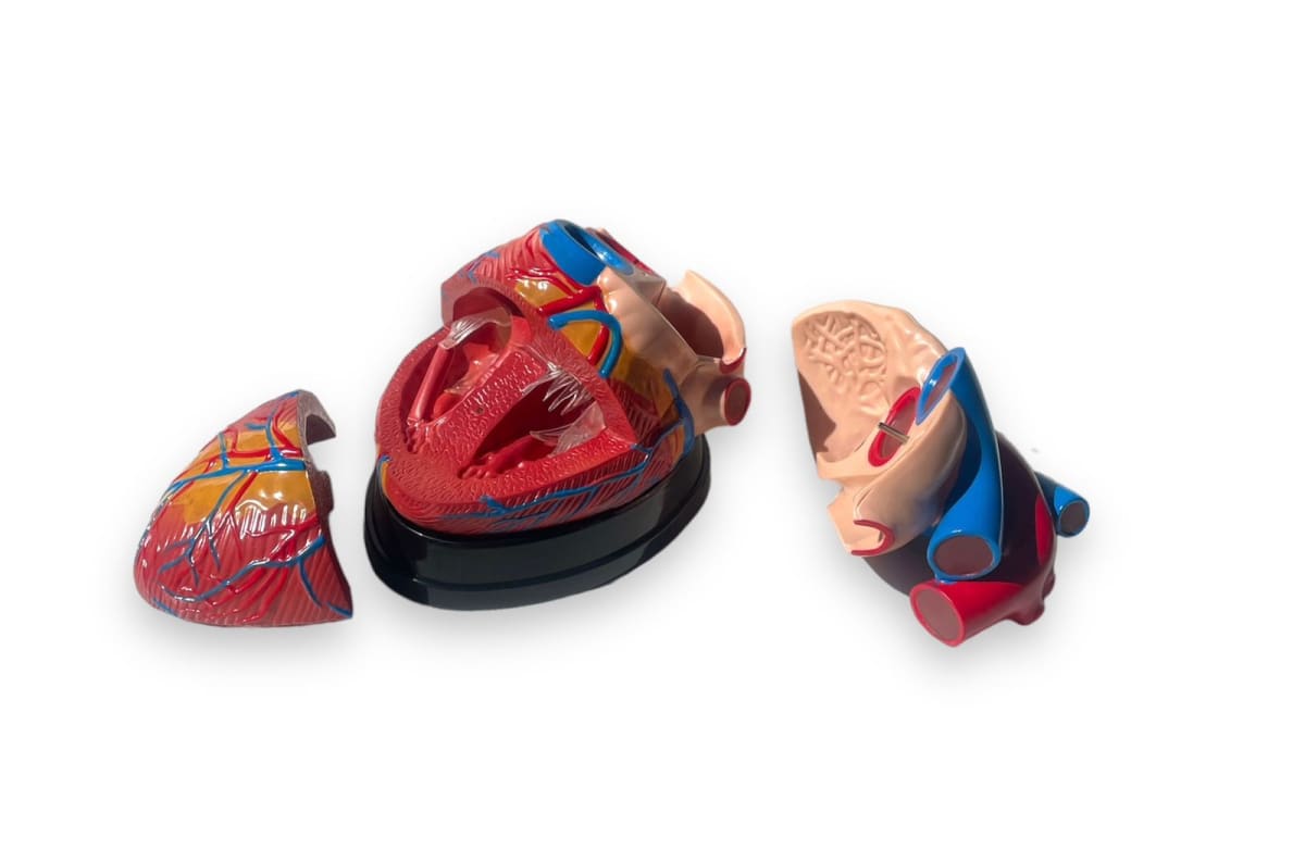 Modelo Corazón 3 Partes2