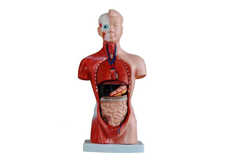 Torso Unisex 28cm1