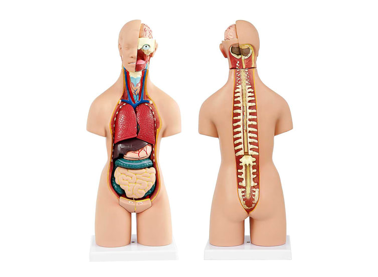 Torso Unisex 55 cm1