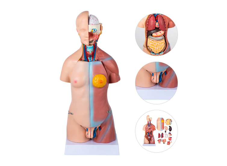 Torso Humano Unisex pequeño 18 piezas desmontable 240x180x450 Anatomy 1 un. SMD12731