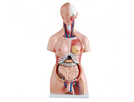Torso Trisex PVC 21 Piezas altura 85 cm1