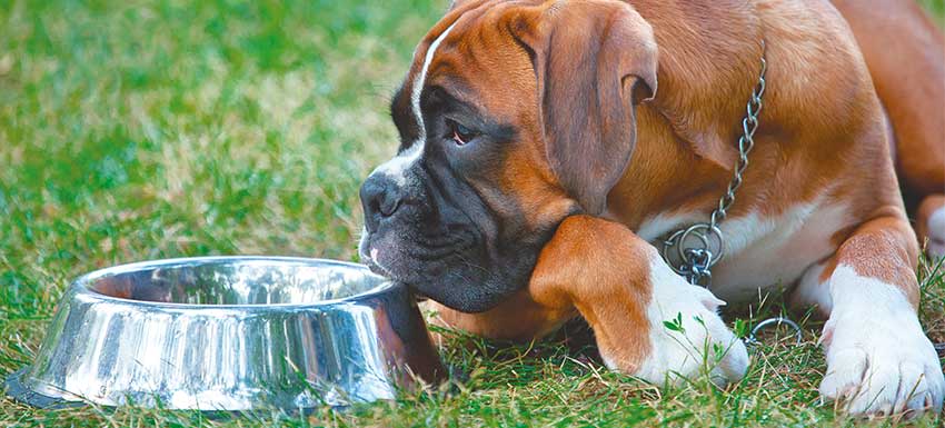 Subieron las temperaturas y mi perro no come ¿QUÉ HAGO? Subieron las temperaturas y mi perro no come ¿QUÉ HAGO?