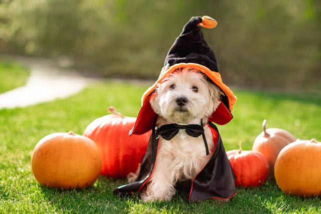 Recomendaciones para Disfrutar Junto a tu Mascota este Halloween 2022