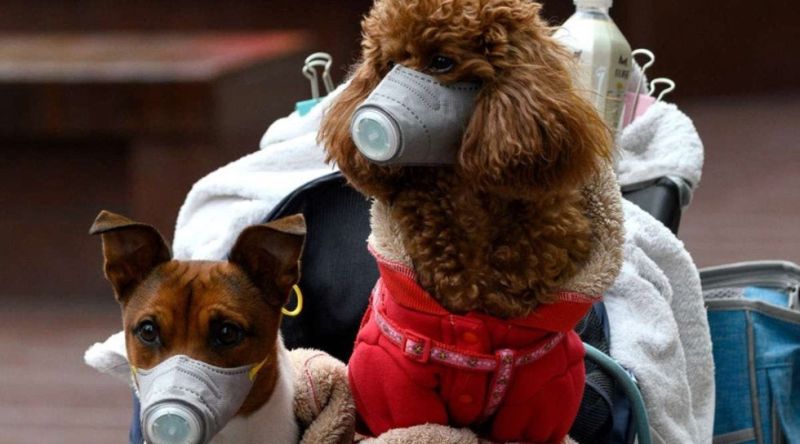 Coronavirus COVID-19 y Nuestras Mascotas