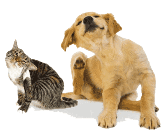 La Importancia de Realizar la Desparasitación Interna y Externa en Perros y Gatos