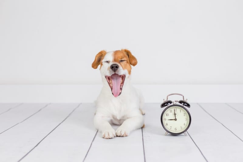 Cambio de hora en Chile: 5 efectos en perros y gatos y cómo ayudarlos.
