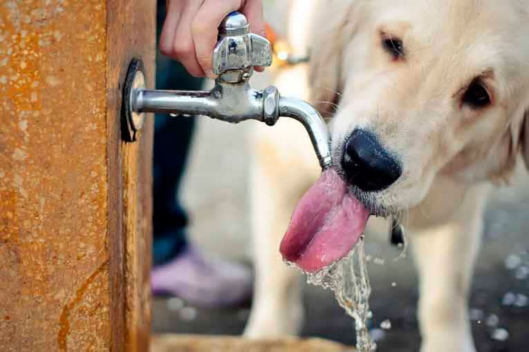 Como Cuidar a Nuestras Mascotas ante las Altas Temperaturas y la Ola de Calor