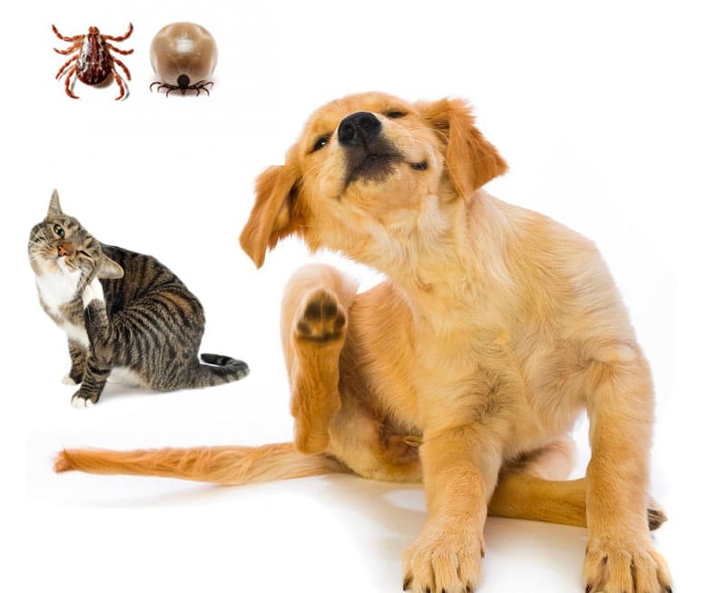 La importancia de la desparasitación interna y externa en nuestras mascotas