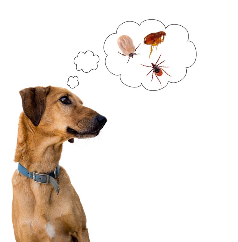 La infestación por pulgas y garrapatas es uno de los problemas más frecuentes en perros.