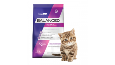 Balanced Gato Kitten Balanced Gato Kitten