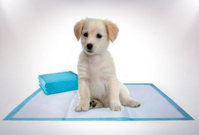 Sabanillas para Perro Sabanillas para Perro
