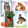 Libro para Calcar Animales Salvajes - Depesche 2