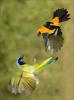 Paint by Stickers Birds - Workman 3