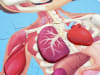 Puzzle Cuerpo Humano - Hape 6