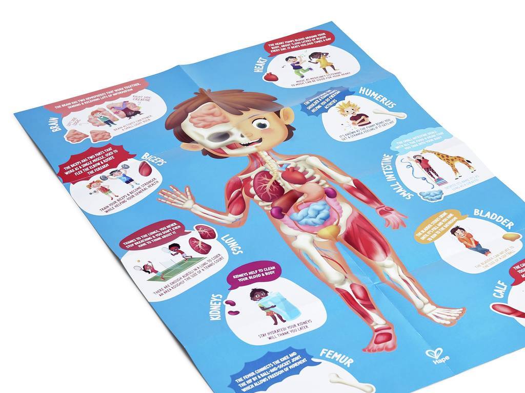 Puzzle Cuerpo Humano - Hape8