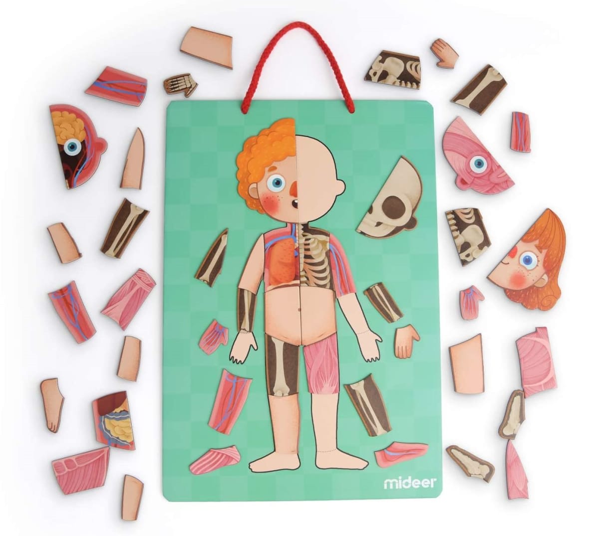 Juego magnético Aprendamos del  Cuerpo Humano - Mideer3