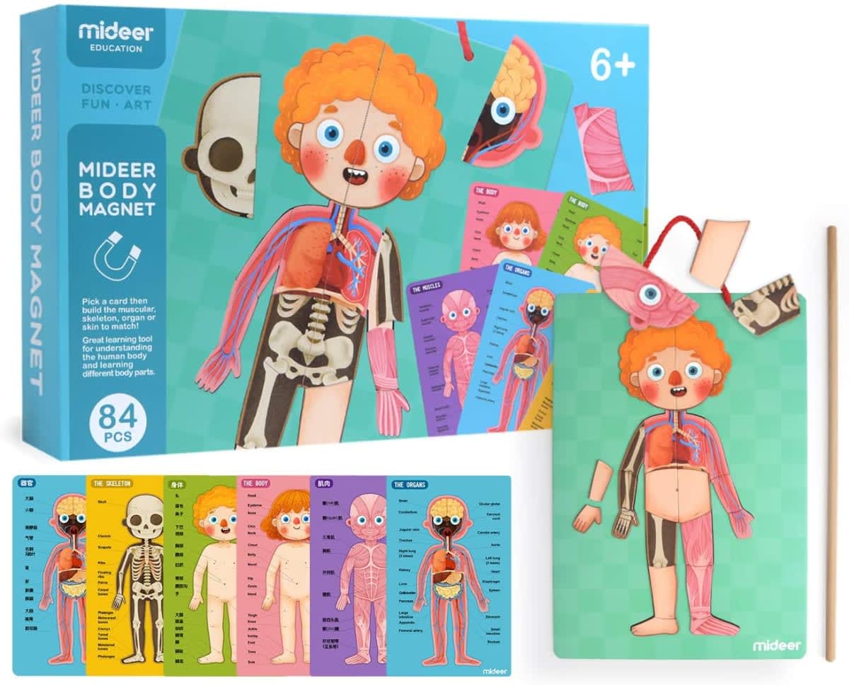 Juego magnético Aprendamos del  Cuerpo Humano - Mideer 4