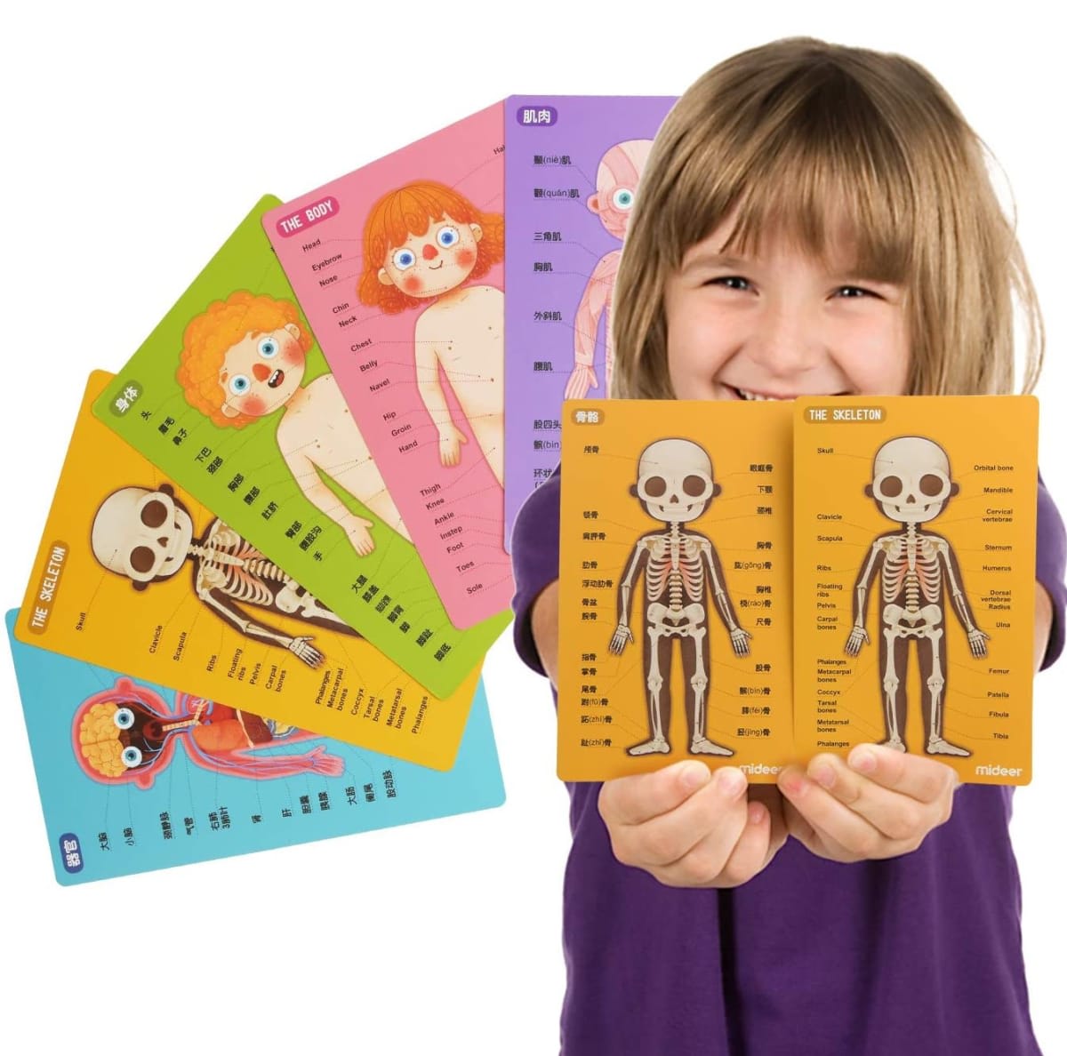 Juego magnético Aprendamos del  Cuerpo Humano - Mideer1