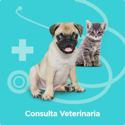 /sheet/servicios veterinarios /sheet/servicios veterinarios