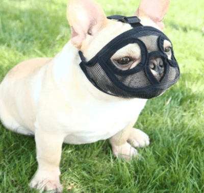 Bozal Braquicéfalo Negro