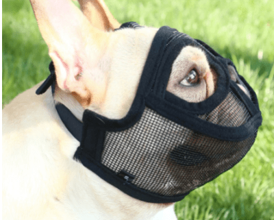 Bozal Braquicéfalo Negro