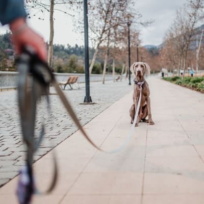 Correa para perros de 3 metros
