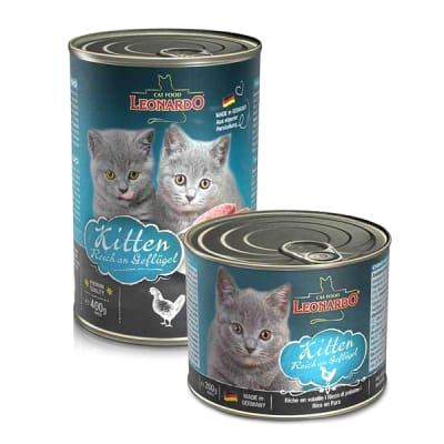 Leonardo lata kitten