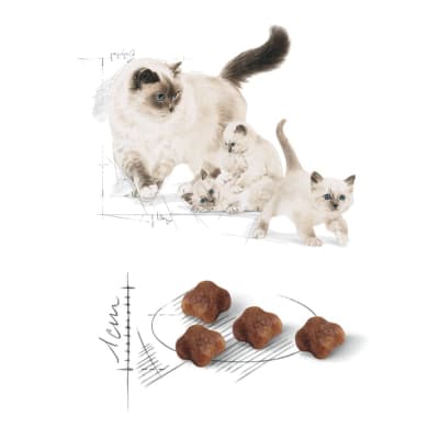 Royal Canin Feline 1 etapa Mother & Babycat