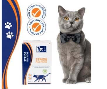 Stride Plus Felino 160 ml