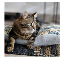 COLCHÓN ANTIESTRÉS LAVABLE