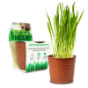 PetNatura Pasto para gatos 70 g1