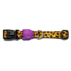 Zeedog Honey Collar1
