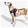 Zeedog Vortex Fly Harness3