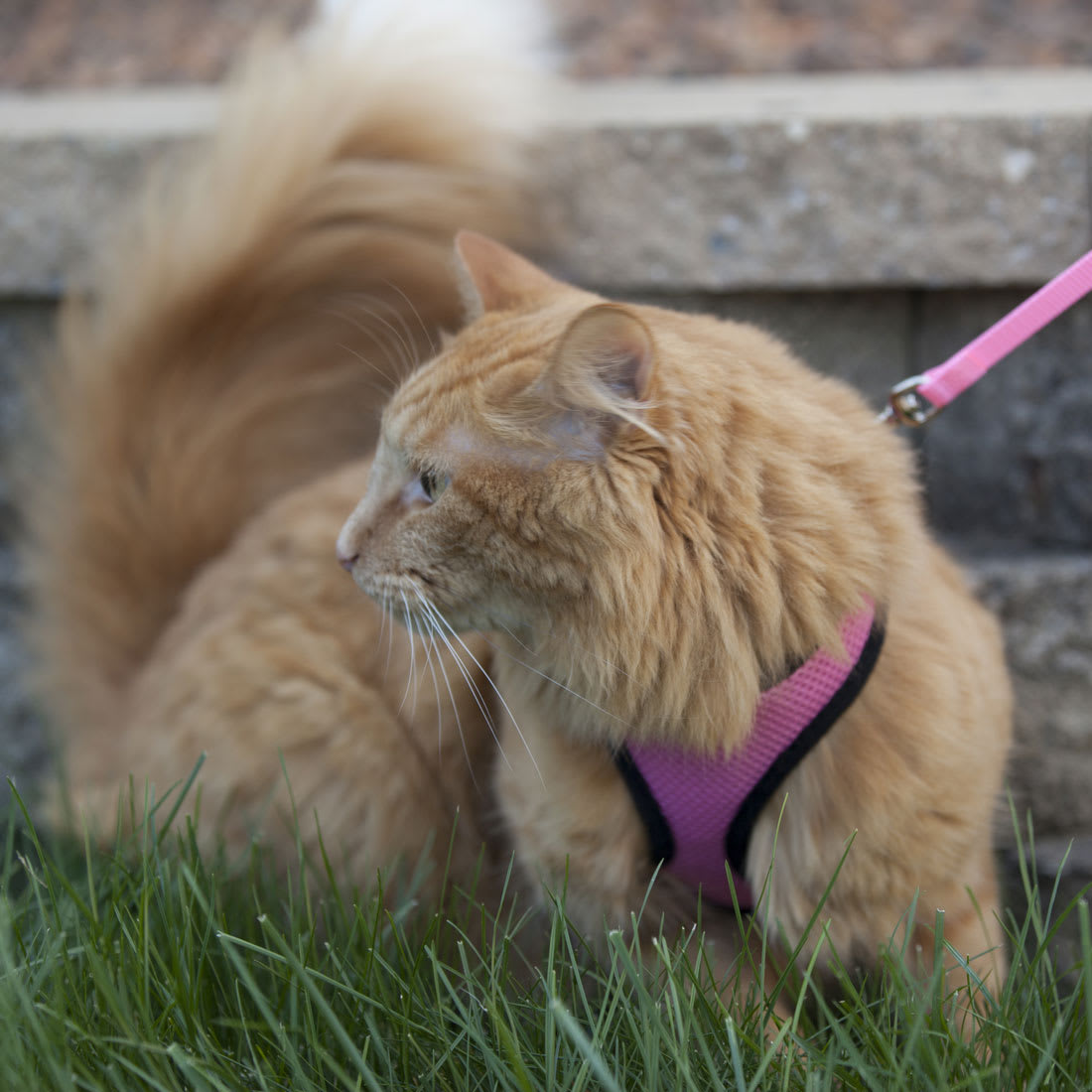 COASTAL COMFORT SOFT HARNESS TRAILLA GATO ROSA2
