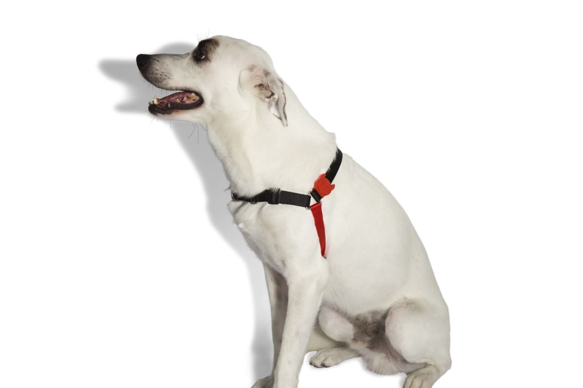 CANNAE ZEE.DOG FATBOY SOFT-WALK HARNESS LARGE2