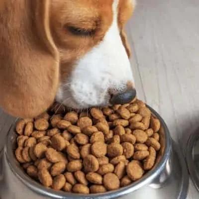 Cómo escoger un buen alimento para perros