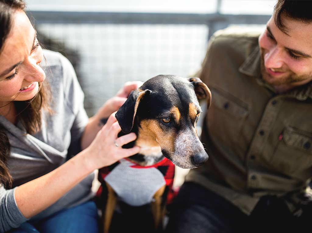 Adopta con Arca dé Noé
