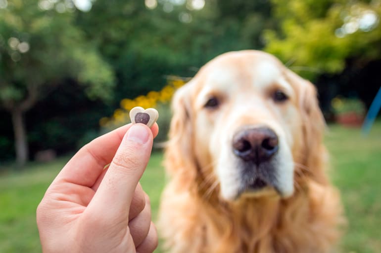 ¿Cómo premiar a mi perro?
