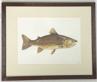 Cuadros Acuarela Original Brown Trout 38x46 cm1