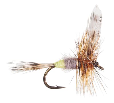 Dry Adams Female2