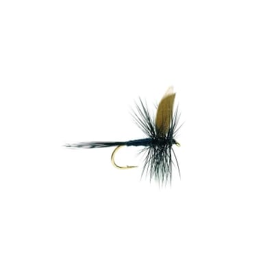 Dry Black Gnat1