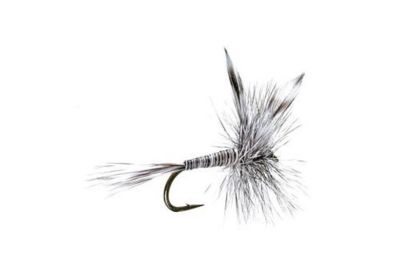 Dry Mosquito1
