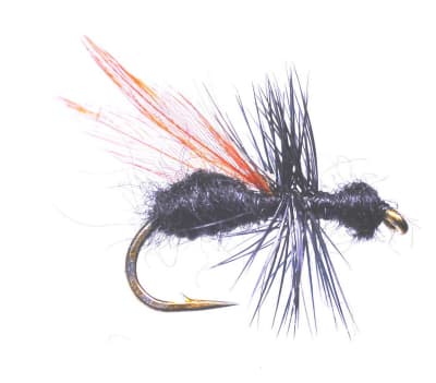 Terrestrial Flying Ant Black1